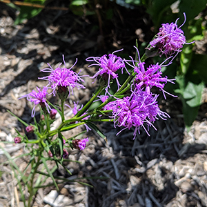 Ontario blazing star