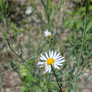 Carolina doll's daisy
