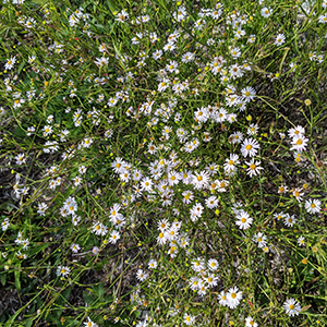 Carolina doll's daisy