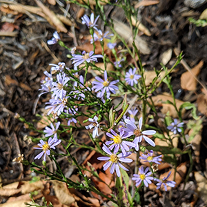 Skyblue aster