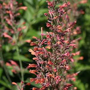 Mexican giant hyssop