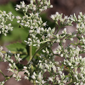 Roundleaf thoroughwort