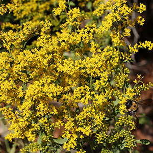 Eastern gray goldenrod