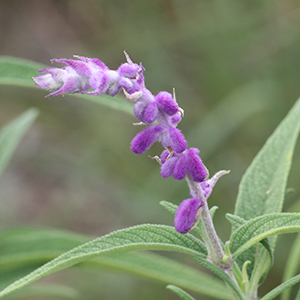 Mexican bush sage
