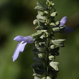 Blue sage