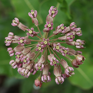 Clasping milkweed