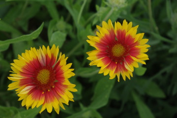 Gaillardia 'Burgundy'