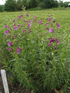 Small's beardtongue