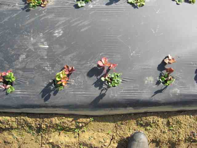 Pityopsis graminifolia