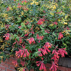 Lonicera sempervirens 'Cedar Lane'